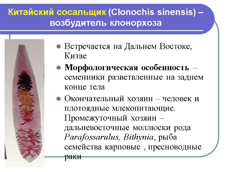 Китайский сосальщик (Clonochis sinensis) – возбудитель клонорхоза Встречается на Дальнем Востоке, Китае Морфологическая особенность